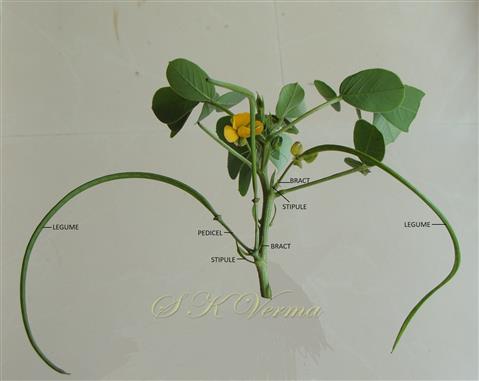  Legumes